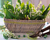 Convallaria majalis (Lily of the Valley) in basket jardiniere, glass balls