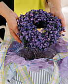 Myosotis compindii (Forget-me-not wreath), as a gift