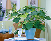 Sparmannia africana (room sage) in blue pot