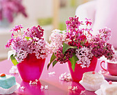 Syringa (lilac), Phlox (flame flower) in pink cups