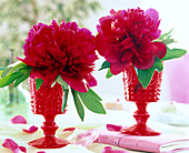 Paeonia (rote Pfingstrosen, einzelblüten in roten Pokalen)