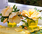 Rosa 'Frühlingsgold' (Rose in kleinen Gläsern)