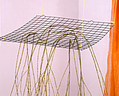 Ceiling support for suspended table decoration: Salix alba 'Tristis' (weeping willow)