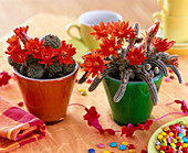 Echinopsis, Echinocereus (Flowering cactuses) in glass pots)