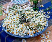 Matricaria (camomile) placed in a blue bowl in the shape of a wreath