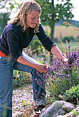 Lavendelernte: Junge Frau schneidet Lavandula / Lavendel zum Trocknen