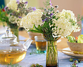 Hydrangea 'Grandiflora' (Shrub Hydrangea), Borago (Borage)