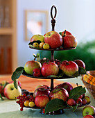 Metalltagere mit Malus (Äpfeln und Zieräpfeln), Ribes (rote Johannisbeeren)