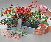 Rosengesteck im Blechkorb: 1/2. Rosa / Rosen und Hagebutten, Crataegus / Weißdor