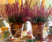 Calluna vulgaris (bud-flowering summer heather), pots with pink (rose hips)