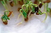 Lepidium (Cress seedlings)