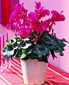 Cyclamen 'Aristo Violet' (Cyclamen) with fringed flowers