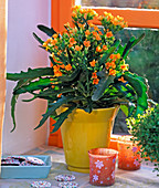 Kalanchoe 'African Orange' (Flaming Cheetah)