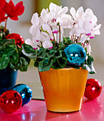 Cyclamen 'Canto White with Eye' (Cyclamen) in an orange pot