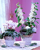 Dendrobium (Orchid), Cyclamen 'Libretto white with eye' (Cyclamen)