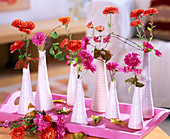 Chrysanthemum (Chrysanthemum) in white vases on pink tray