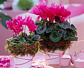 Cyclamen 'Libretto Rose' (Canto Deep Rose) (Cyclamen)