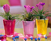 Tillandsia cyanea (tillandsia in glasses, decorative gravel, ribbon, blue glass ball)