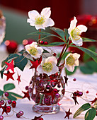 Helleborus niger (Christrosen, Steckhilfe und Deko: Rote Sterne und Perlen auf)