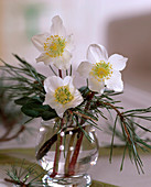 Helleborus niger (Christmas rose)