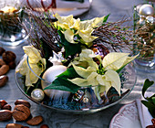 Glasschale mit Euphorbia (weißen Weihnachtssternen, Euphorbia spinosa) Wolfsmilch