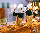 Cyclamen (white cyclamen in glass, plug-in angel hair, golden reindeer)
