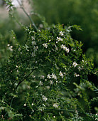 Asparagus crispus decumbens