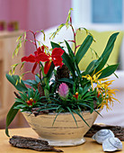 Bowl with Cattleya, Brassada 'Mivado' (Orchids)