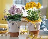 Viola cornuta sorbet 'Lilac Ice', 'Yellow Delight' (Hornveilchen)