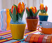 Tulipa (tulips) in colourful pots with coloured sisal