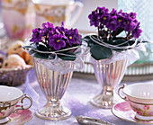 Saintpaulia ionantha-purple African Violet in silver ice cream cups