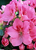 Rhododendron simsii (azalea flowers)
