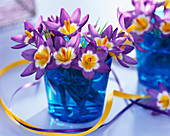 Crocus 'Tricolor' (crocus in blue glass)