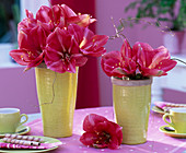 Hippeastrum - Hybr. / Amaryllis