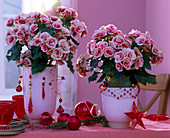 Begonia elatior (Zimmerbegonien) mit weiß-roten Blüten, Kugeln, Stern, Abies (Tanne)