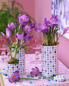 Crocus 'Rembrance' (Purple Crocus) in Pünktchendosen, cans, Ikea