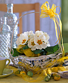 Primula acaulis (white spring primrose)