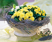 Primula Belarina 'Butter Yellow', 'Dawn Ansell'