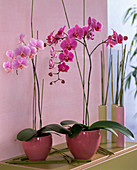 Phalaenopsis (Schmetterlingsorchidee) rosa und pink