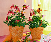 Aquilegia 'Spring Magic' (columbine) in orange pots