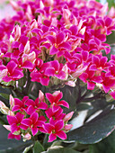 Kalanchoe blossfeldiana