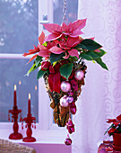 Hanging Basket mit Weihnachtsstern: 3/3 Euphorbia pulcherrima (Weihnachtsstern)