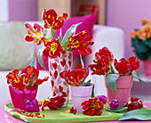 Tulipa 'Rokoko' (Rote Papagei-Tulpen)