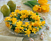 Narcissus 'Soleil D'Or', 'Tete À Tete' (Daffodil)