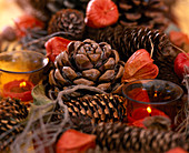 Pinus, Picea (Pinien- und Fichtenzapfen), Physalis (Lampions), rote Teelichte