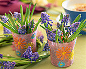 Muscari (Grape hyacinth)