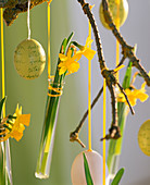 Narcissus 'Tete a Tete' (daffodil)