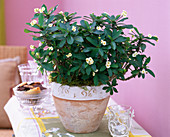 Euphorbia milii (weißer Christusdorn)