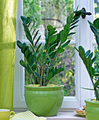 Zamioculcas zamiifolia in the green pot