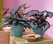 Begonia (Foliage begonia)